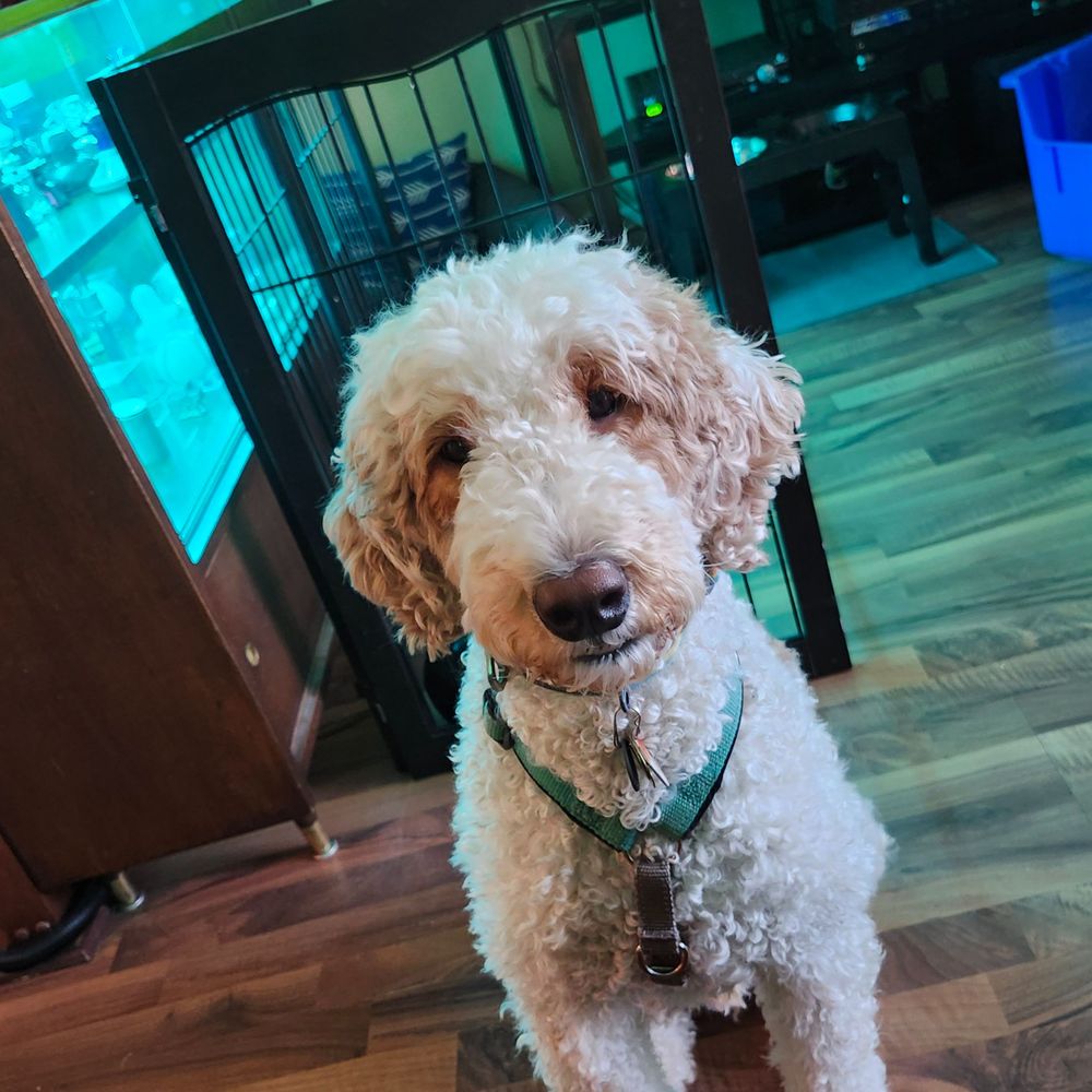 dogmomto.bsky.social