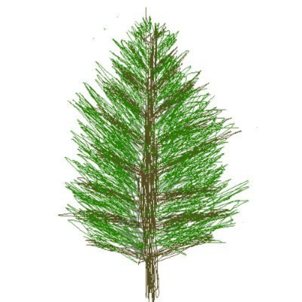 Evergreen