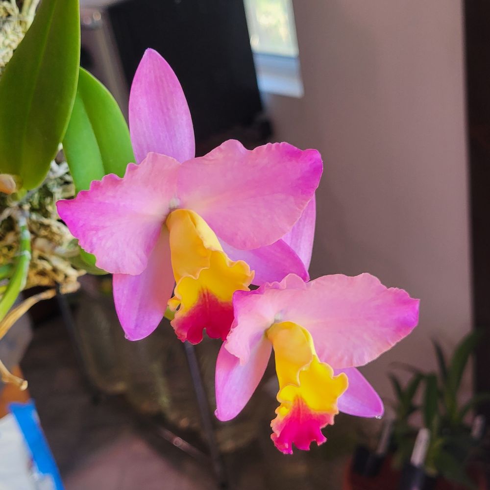 Santa Cruz Orchid Society