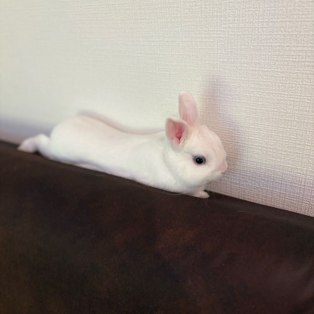 まこつ