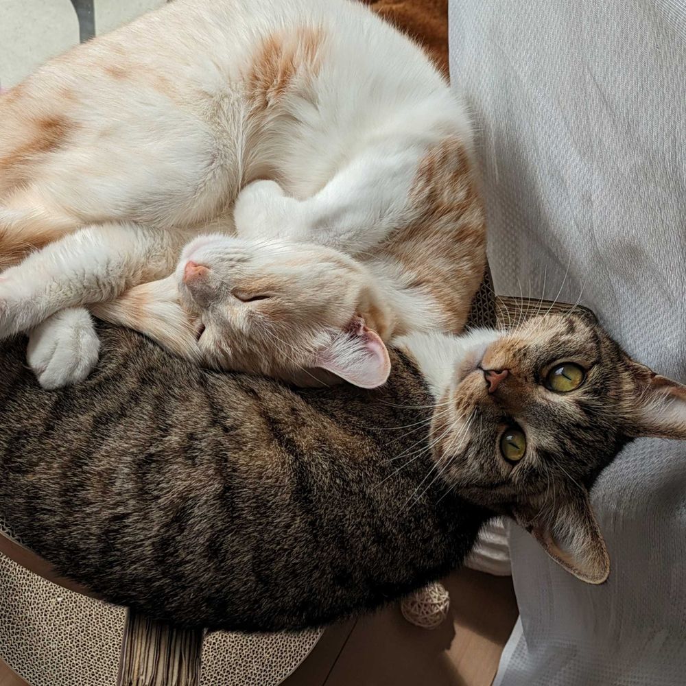 ぽつねこ亭