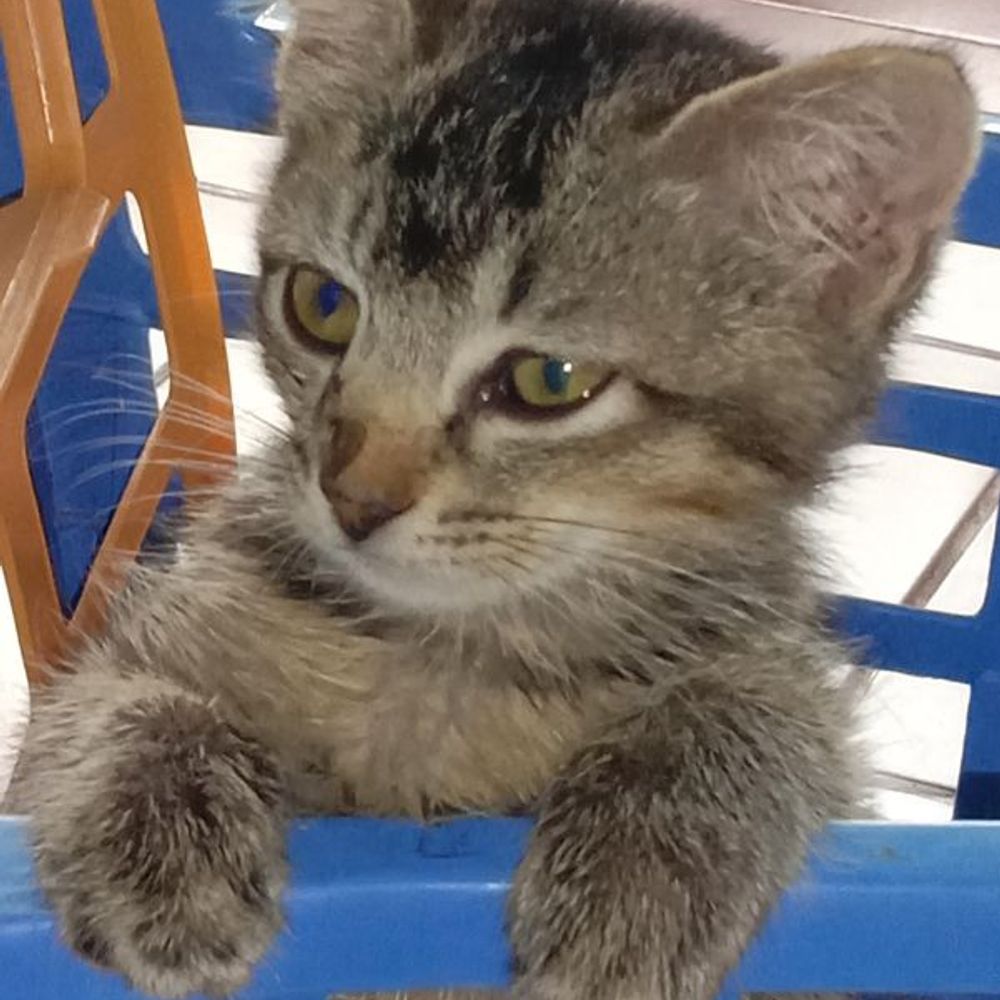 Miaw