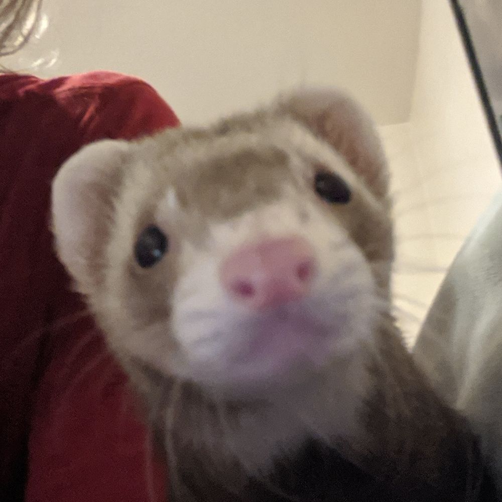 Ferret Face