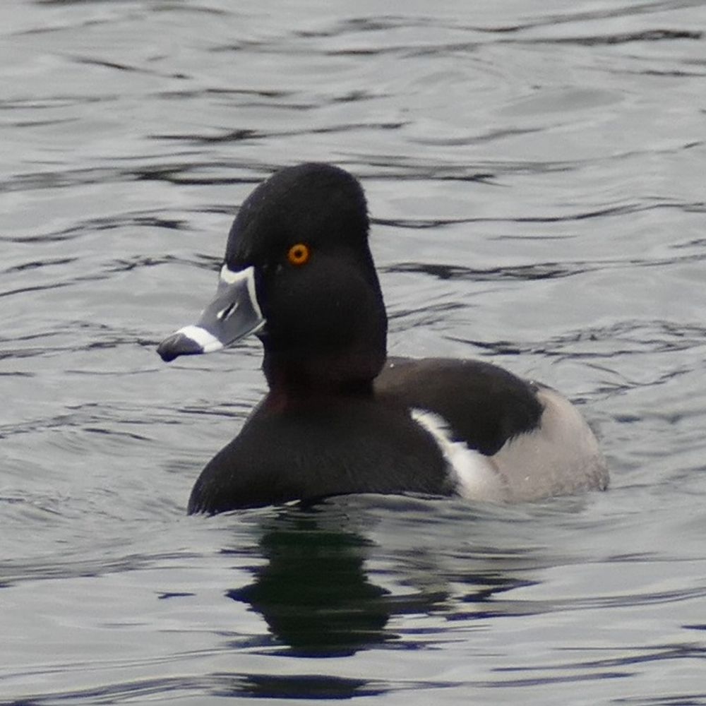 StHelensBirding