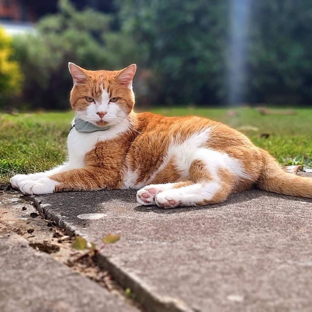 Charlie the Chess Cat