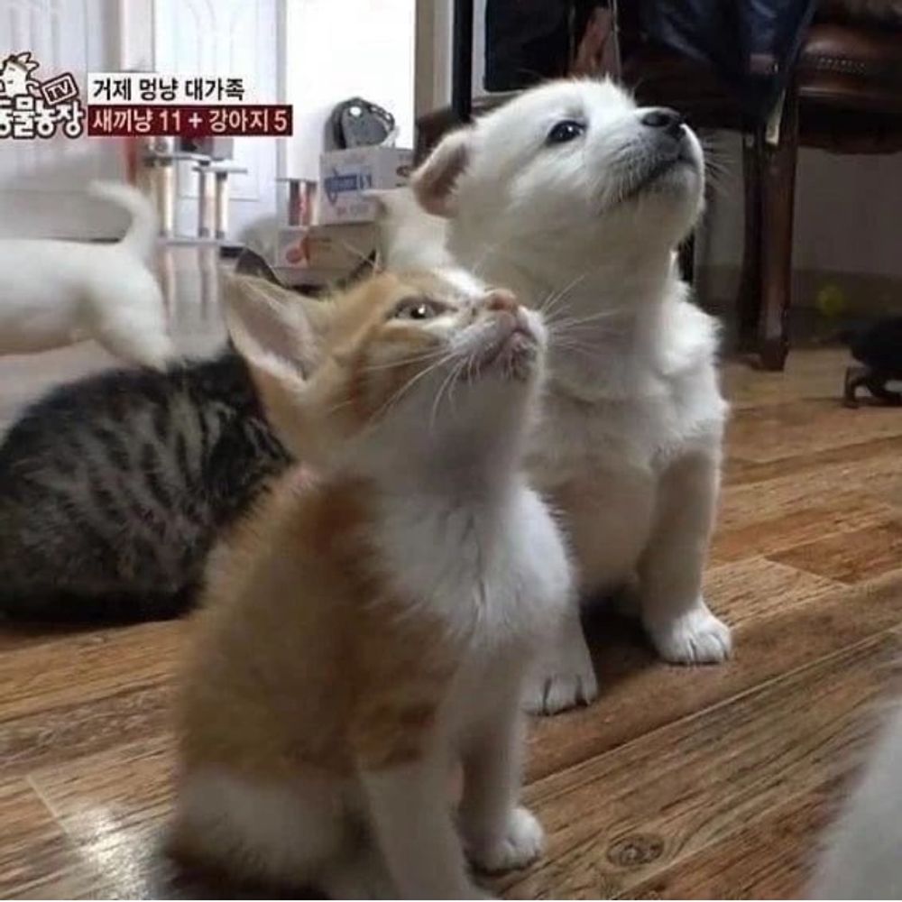 별하나