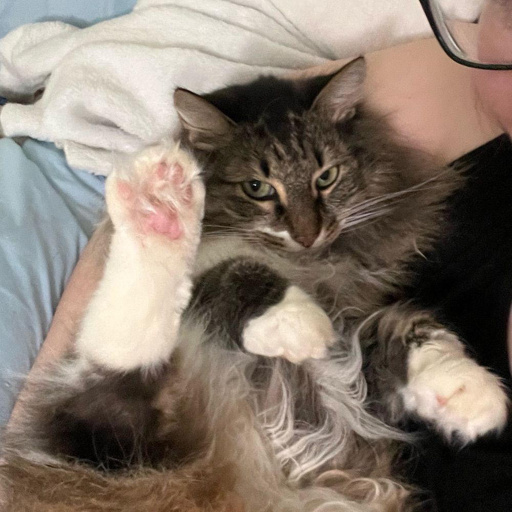 Yawningkitten