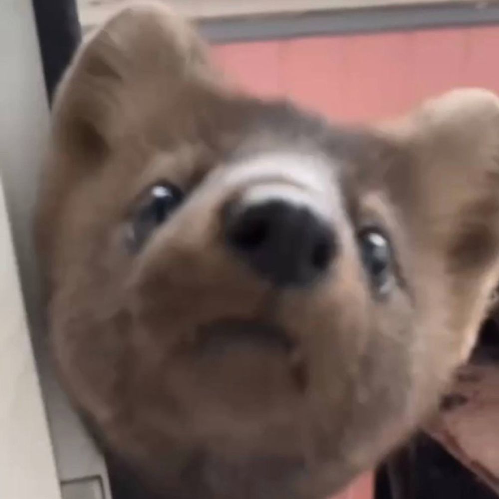 Weaselyou