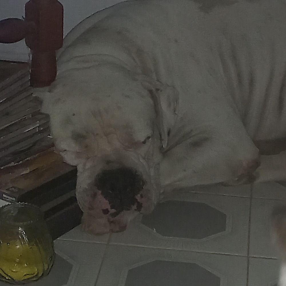 Toopits