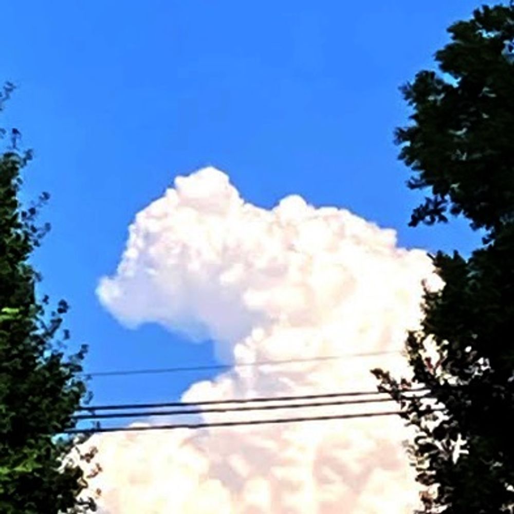 泥炭地