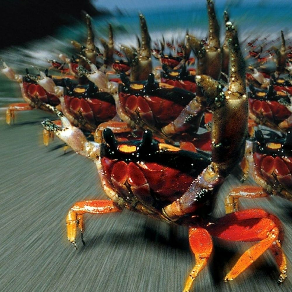 several crabs