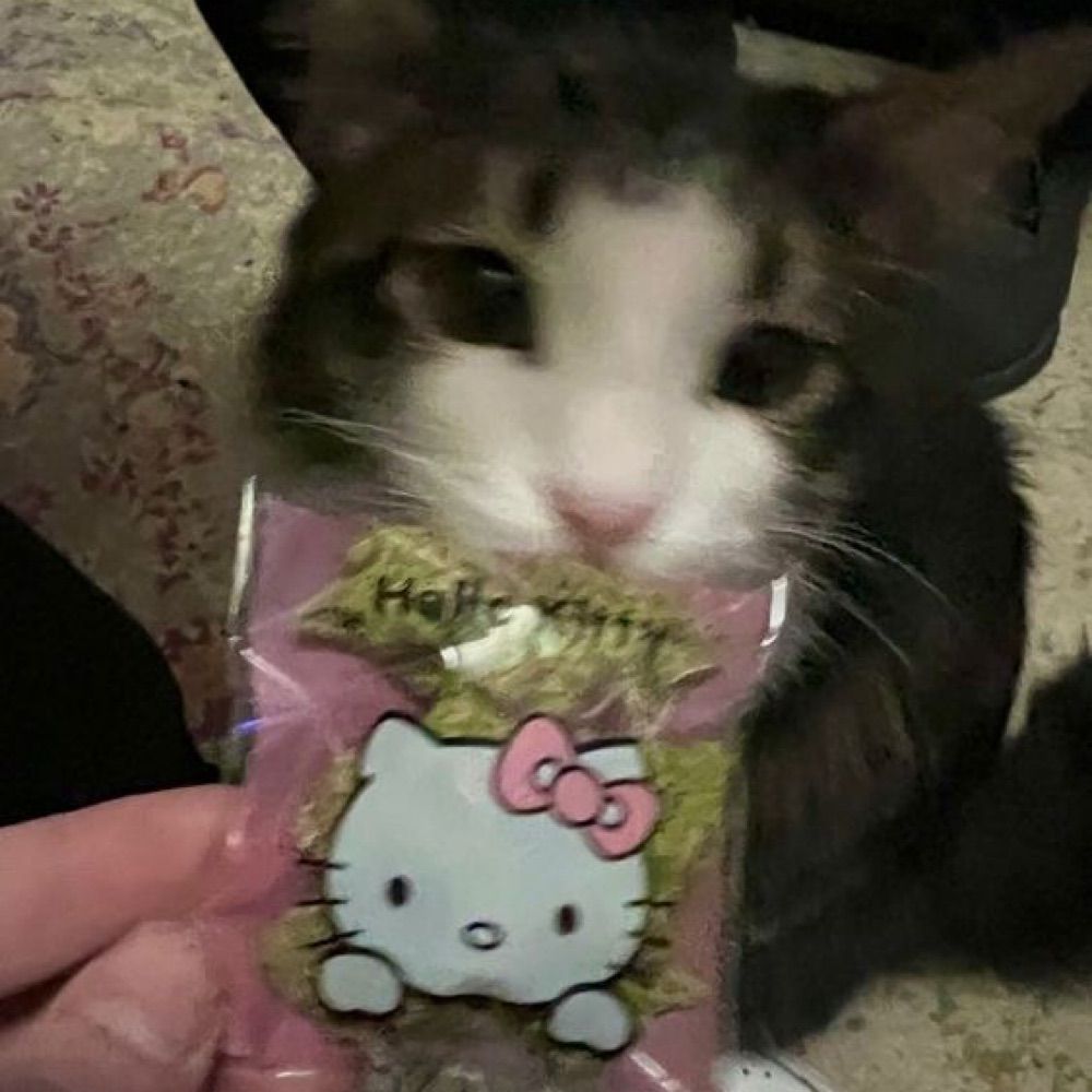 𝐂𝐎𝐍𝐍!𝐄 ꩜
