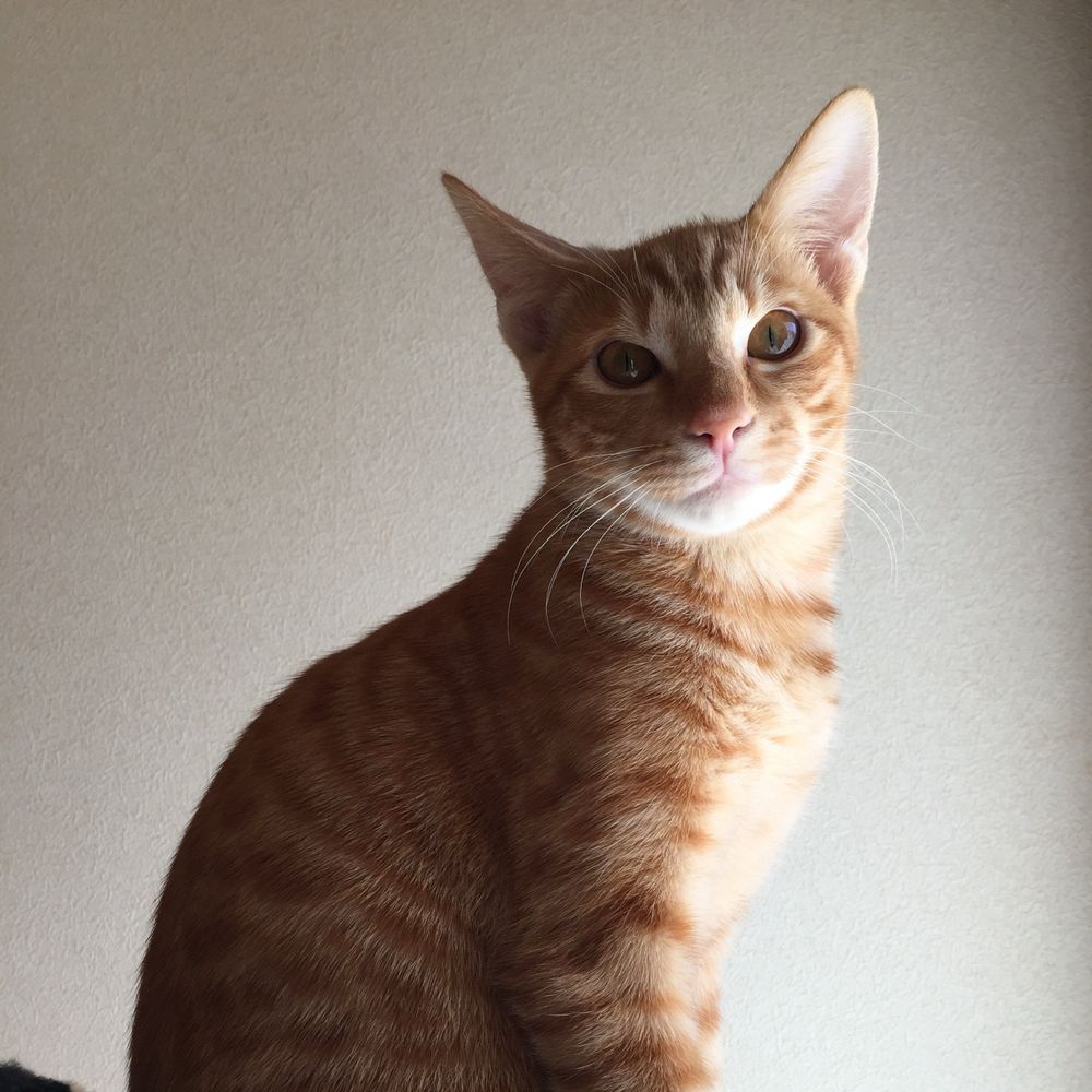 ちゃとらん