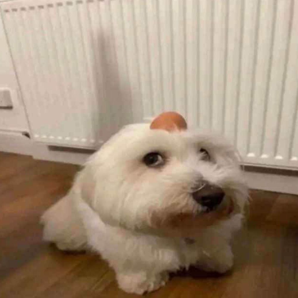 FrogEthan
