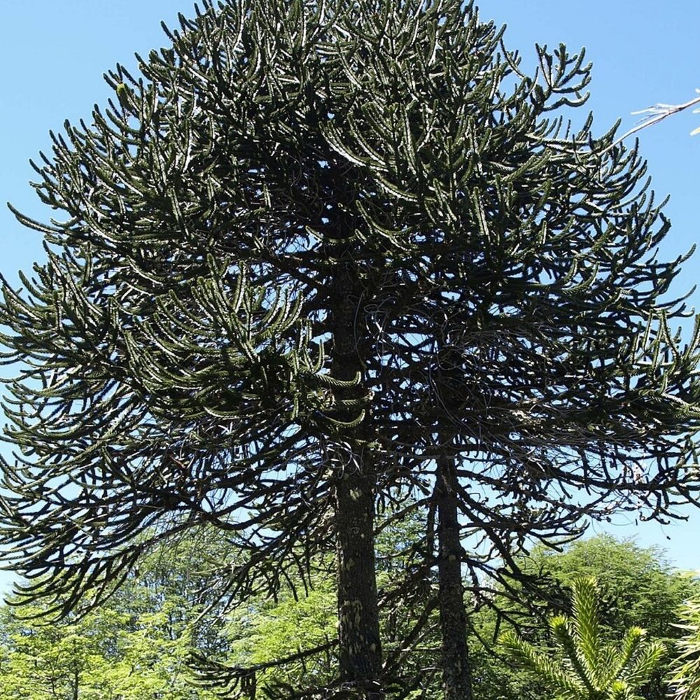 Araucaria Araucana Enthusiast