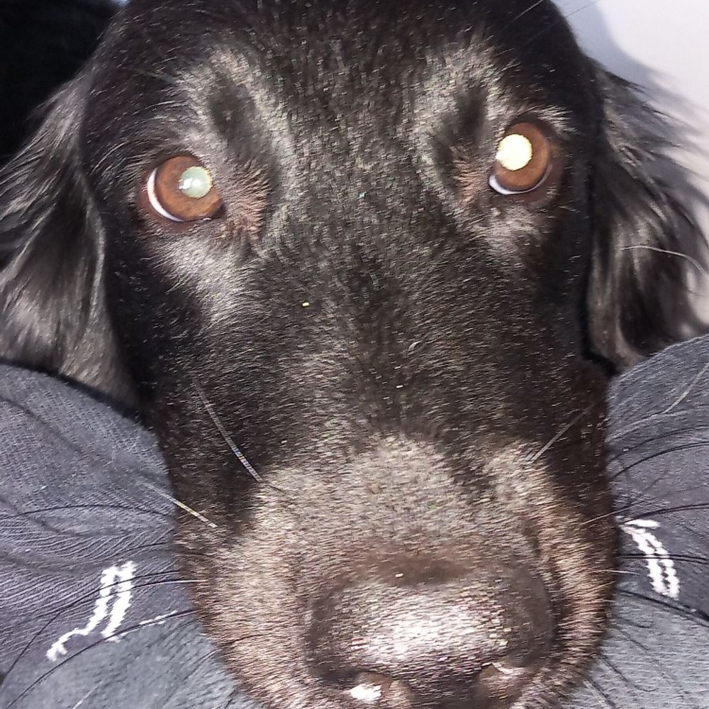 Oliver