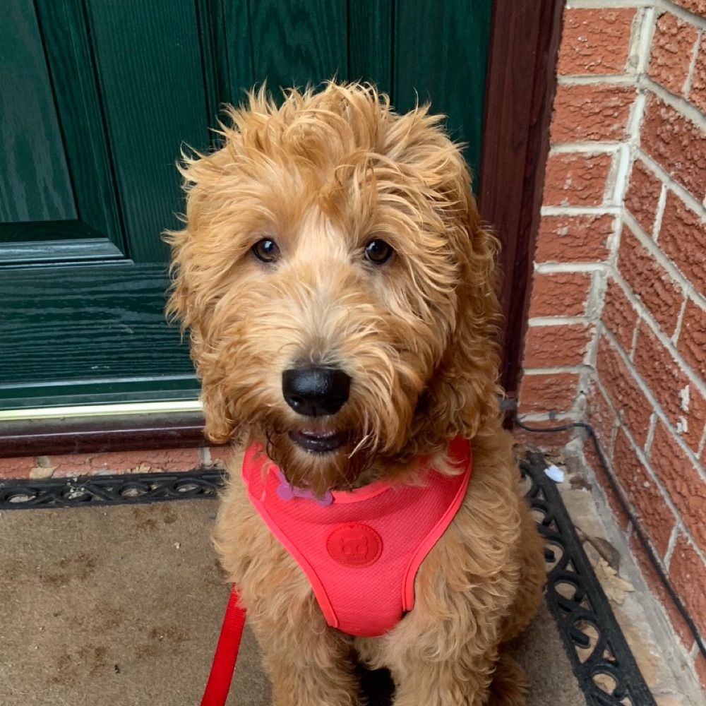 Bramble the Doodle
