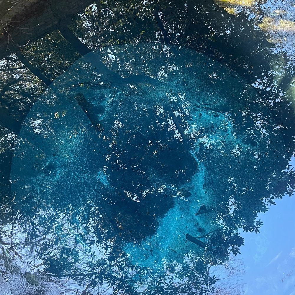 蒼