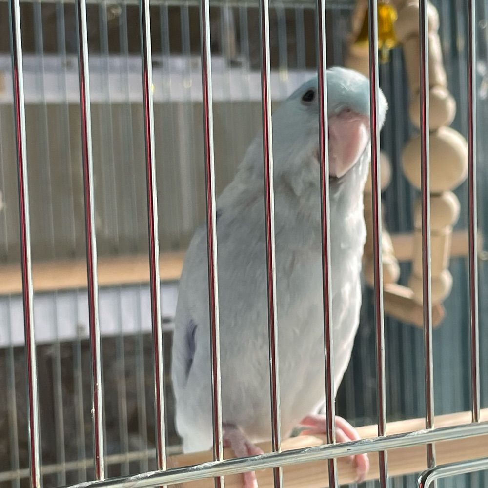 リカリカ
