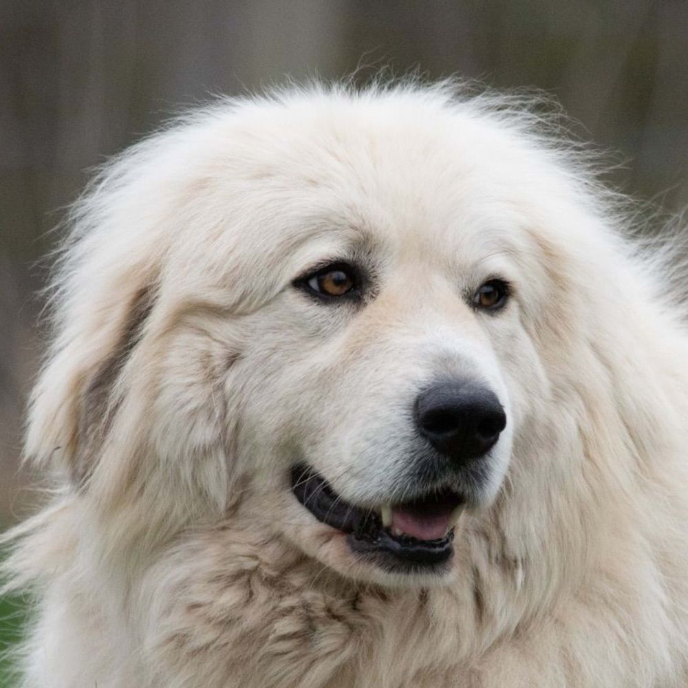 puppyburger.bsky.social profile picture