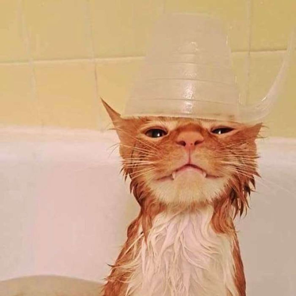 CatboyKipper