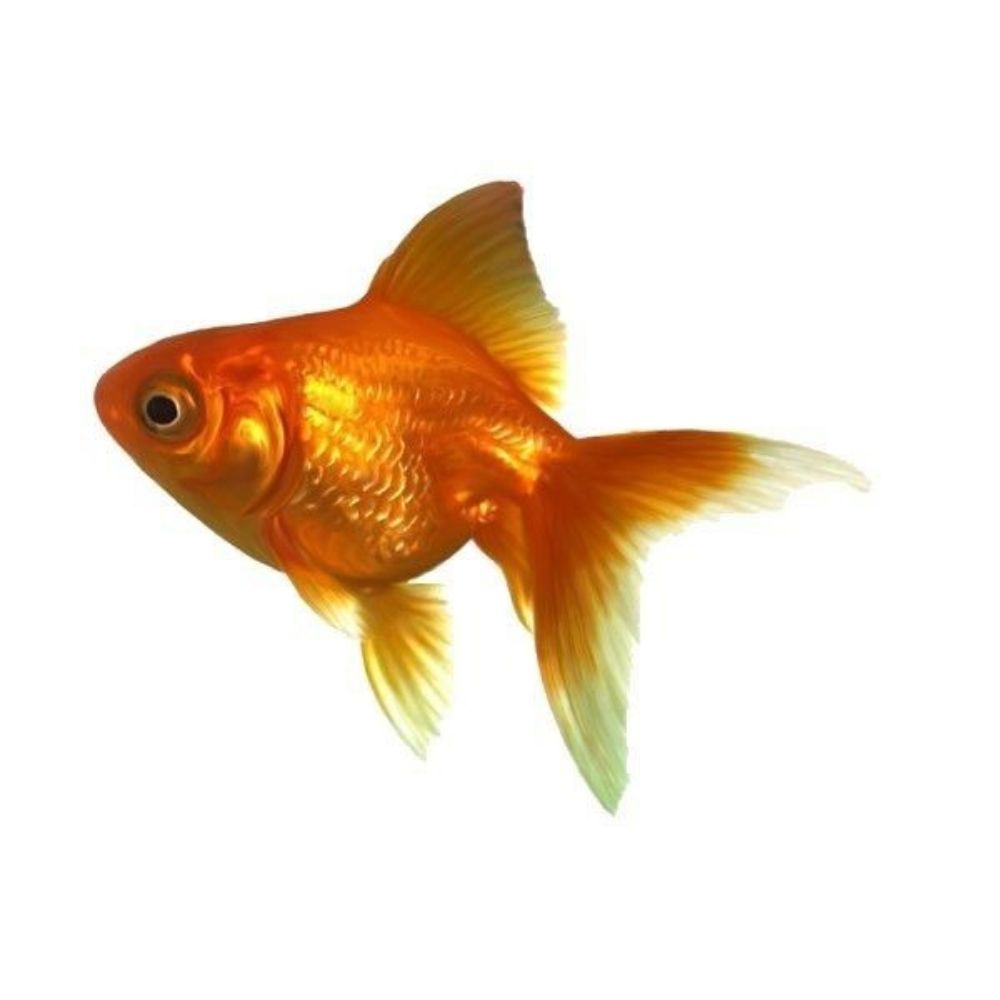 🐟Goldi🐟