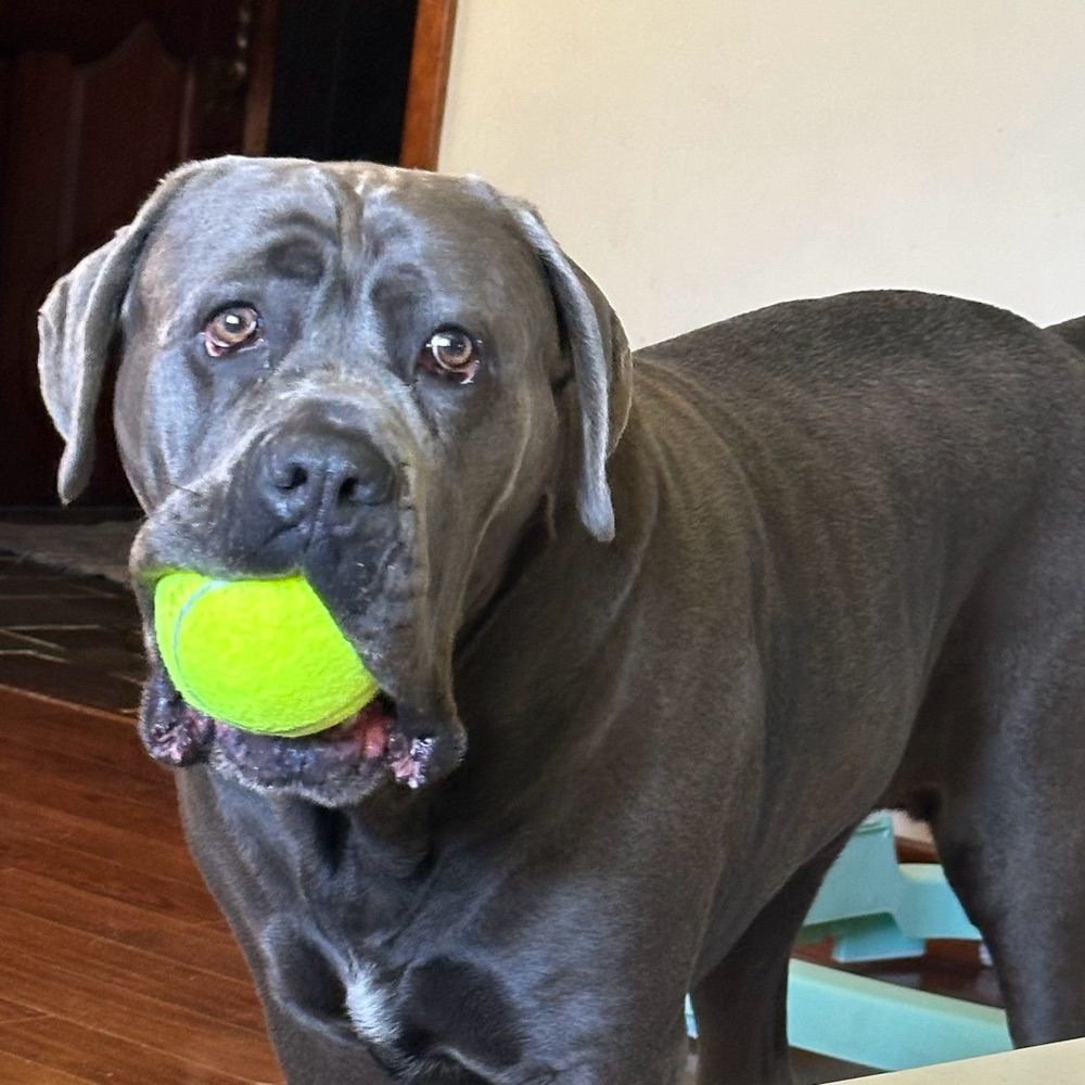 Maisie the Cane Corso