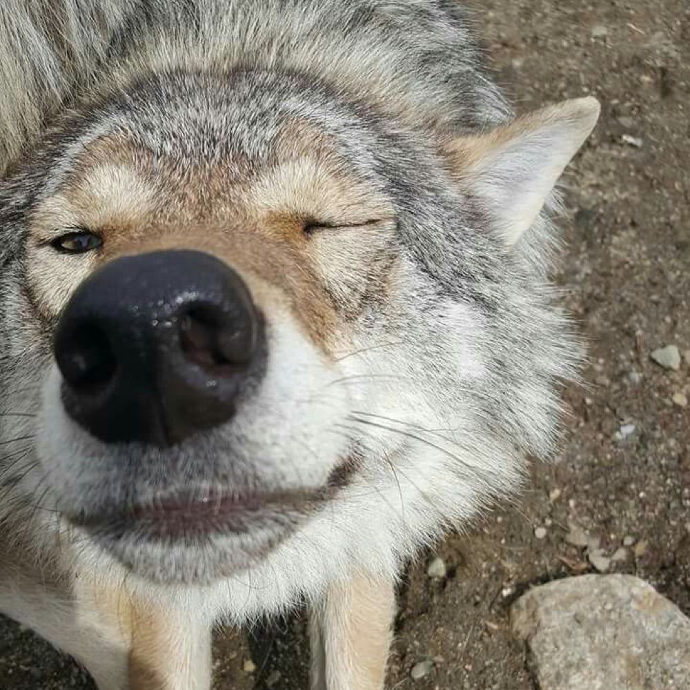 wolfdog puppything 🦴🐾🩻