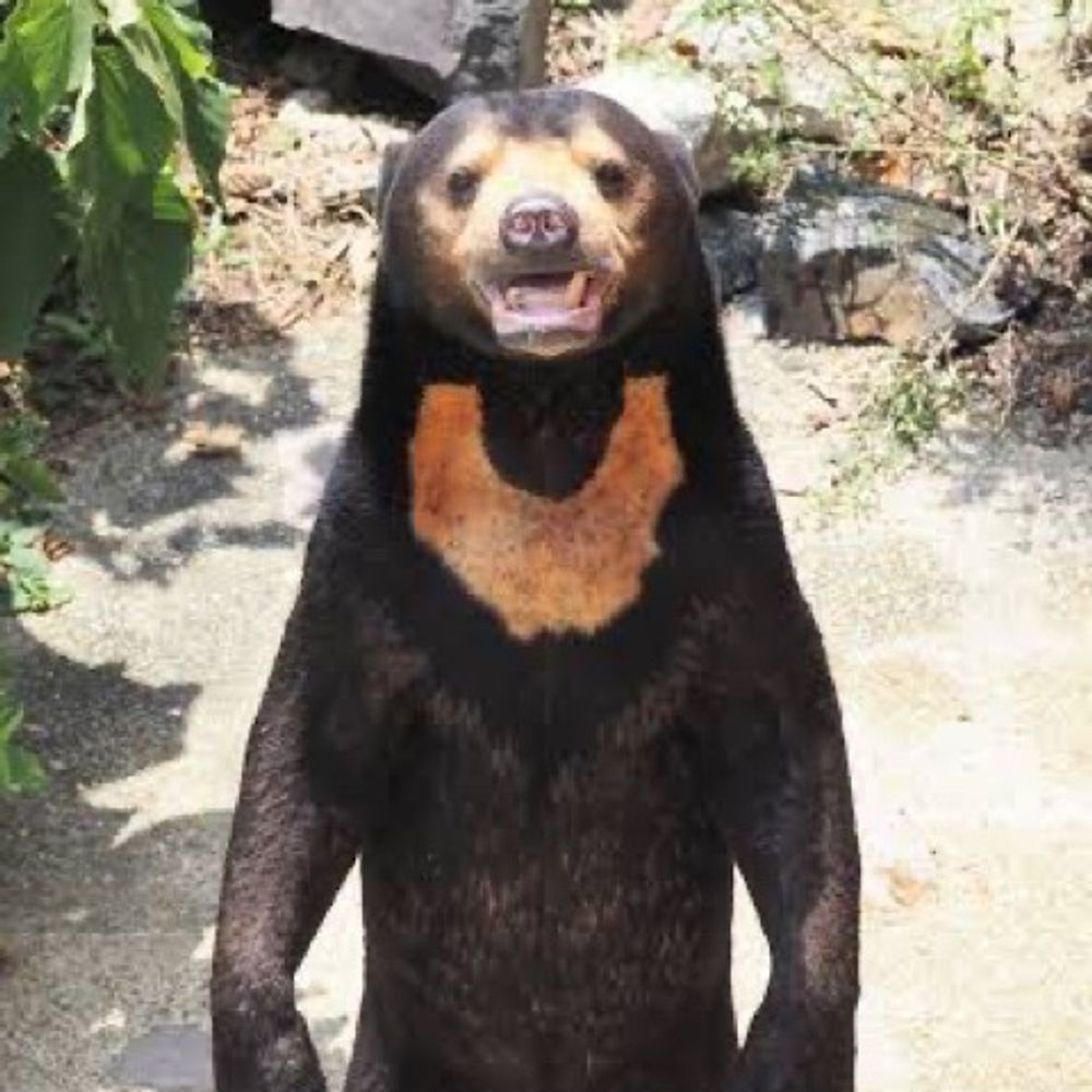 Bearkidney
