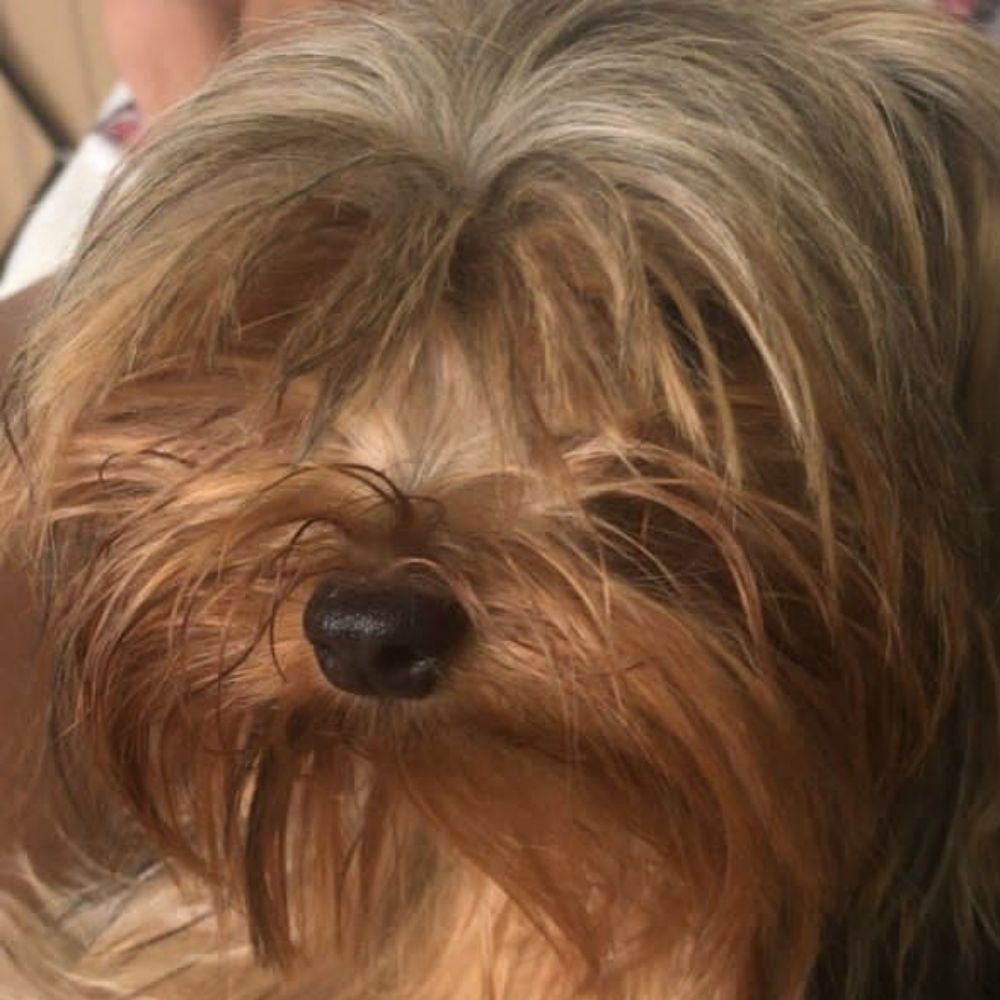 LIL RASTA