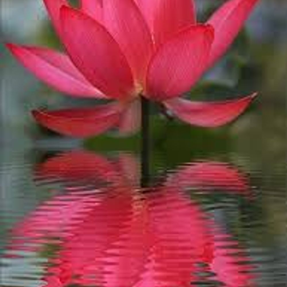 redlotus51