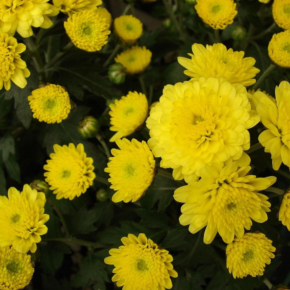 Blume