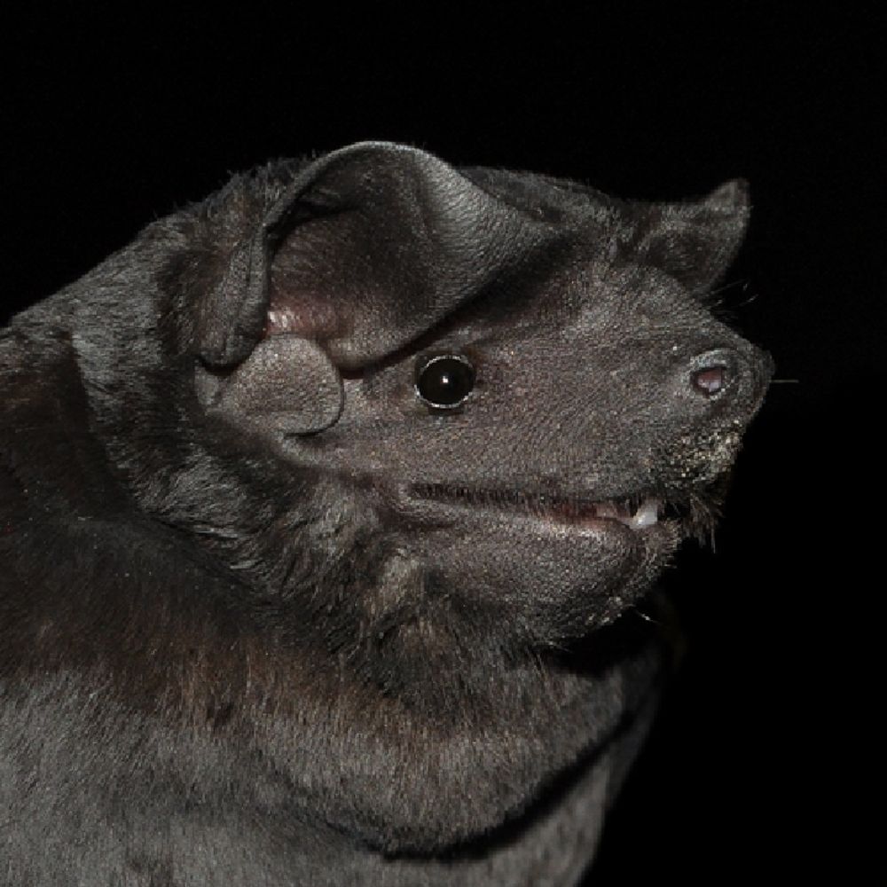 totally a bat