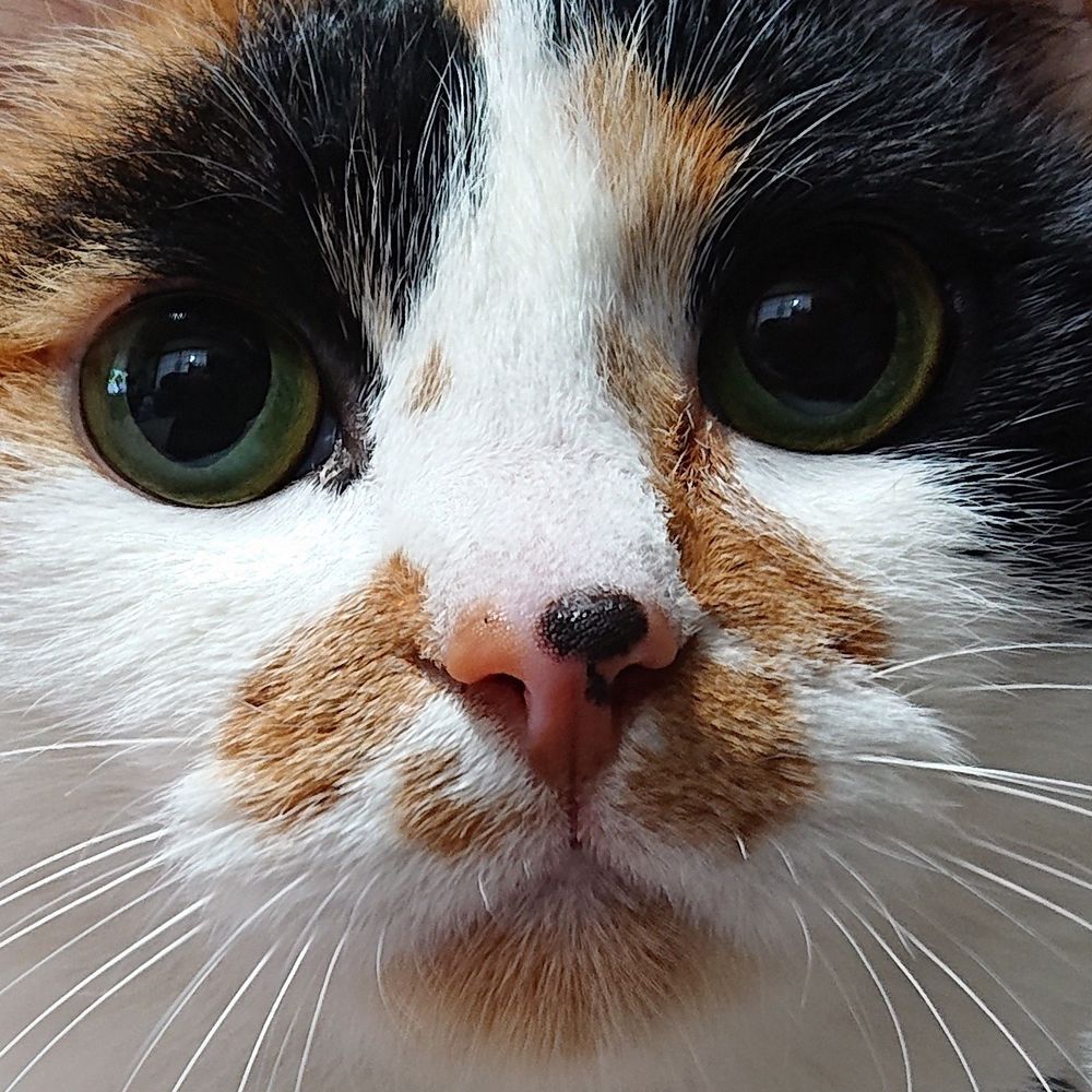 こにゃ