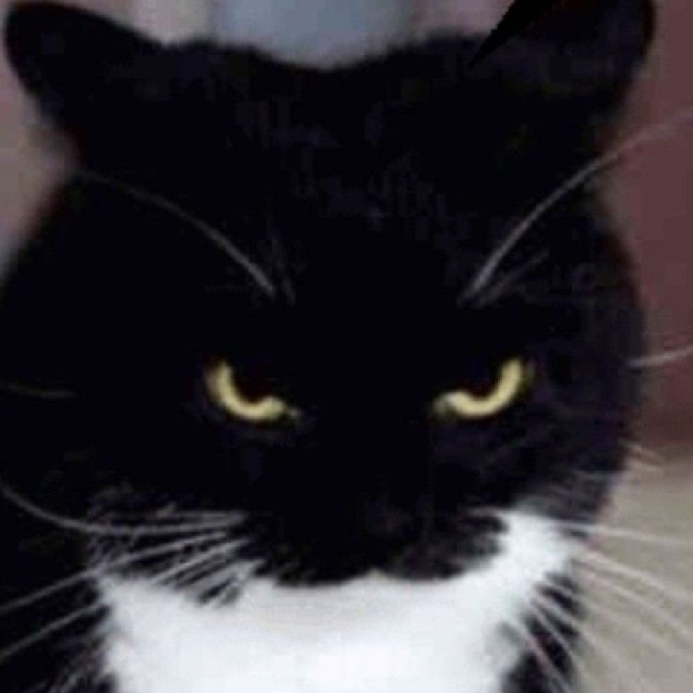  MISFIT THE CATBAT