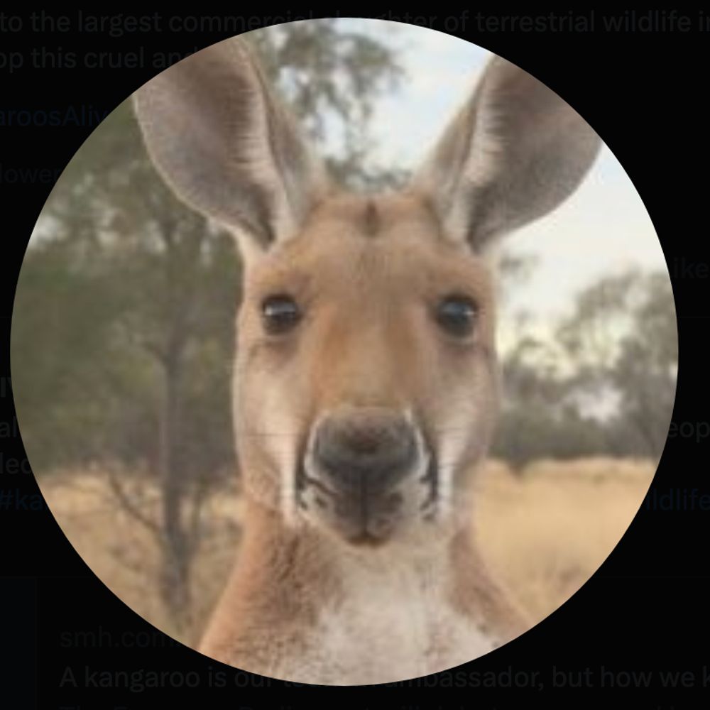 Kangaroos Alive