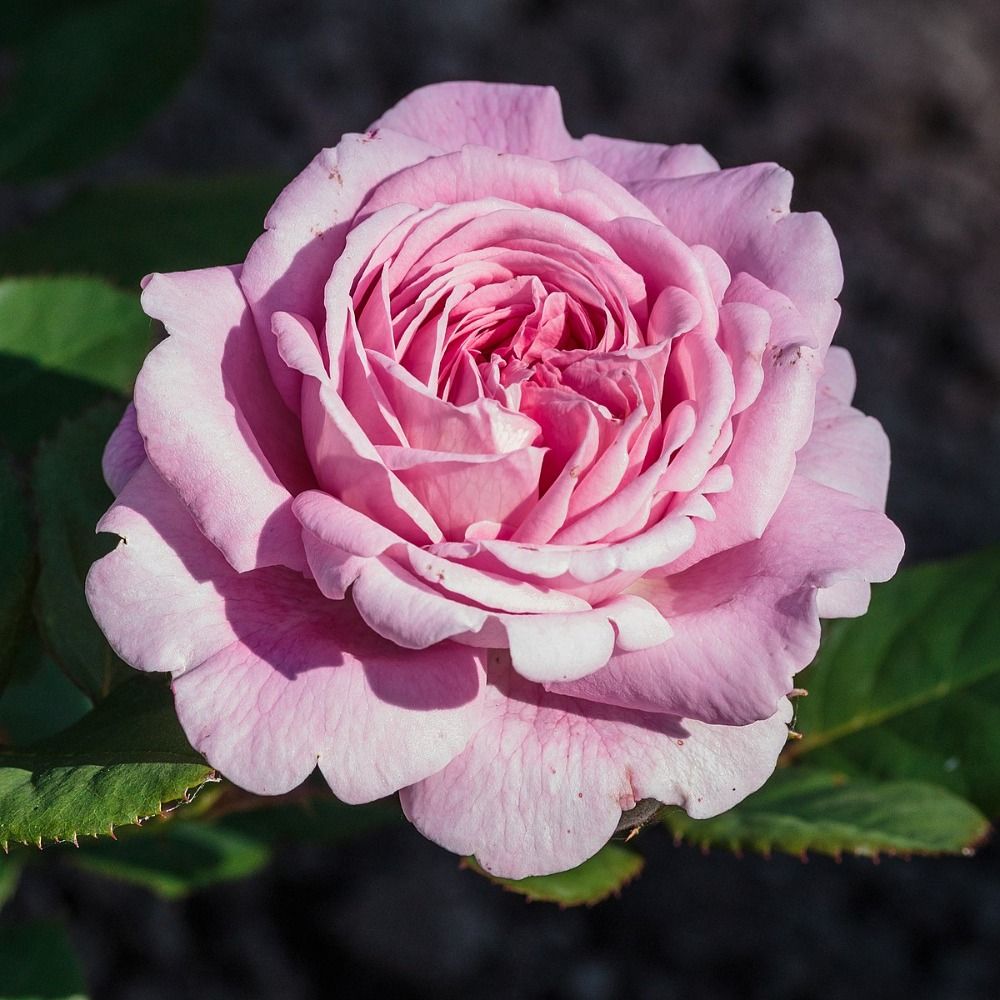 Rosa 