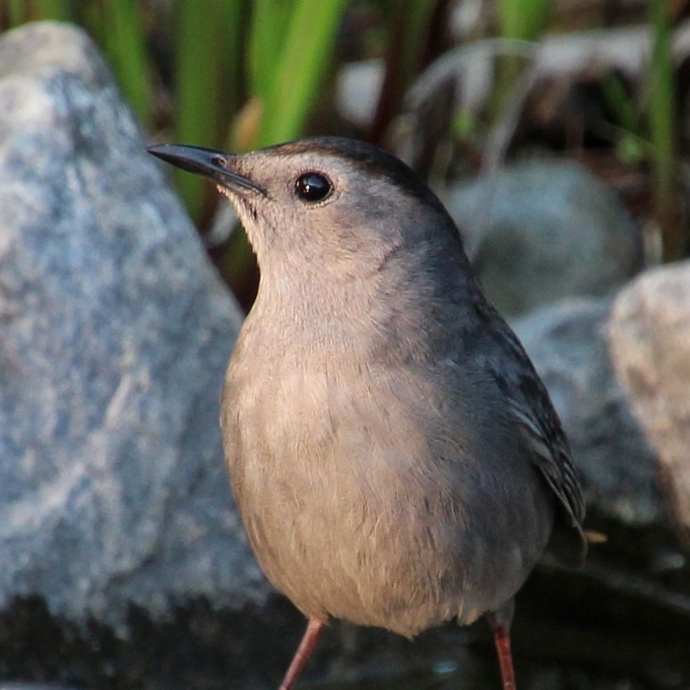 Gray Catbird