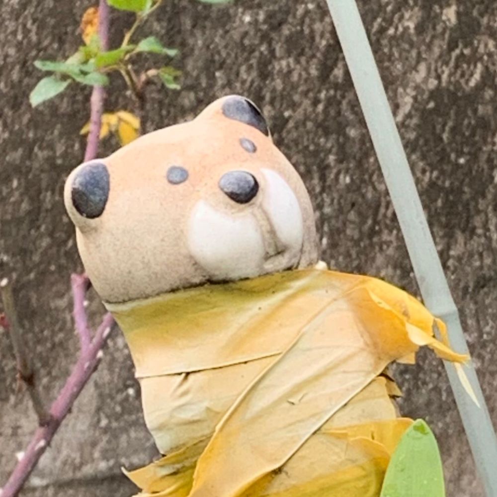 キトルス・ユノスッ