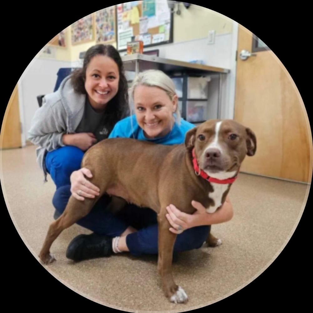 2.Vettechs