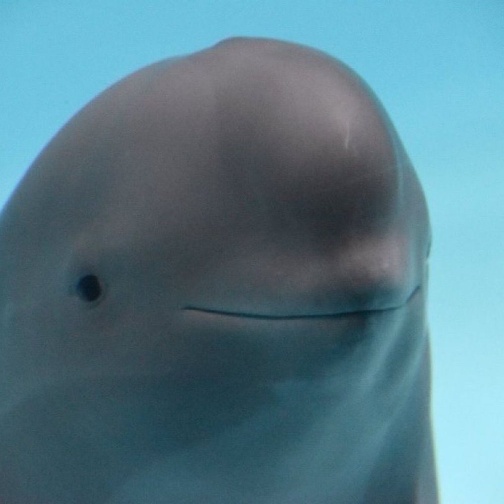 ʕ •ᴥ•ʔ