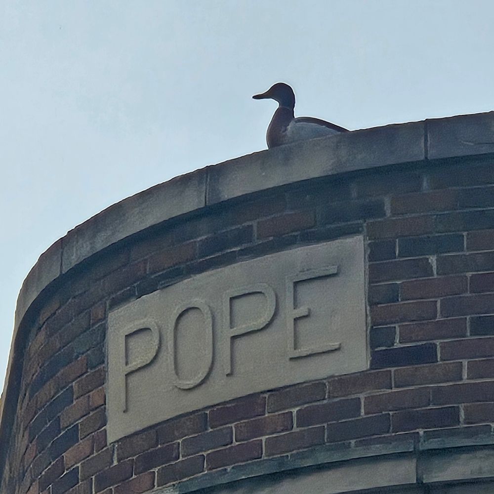ROOF DUCKS