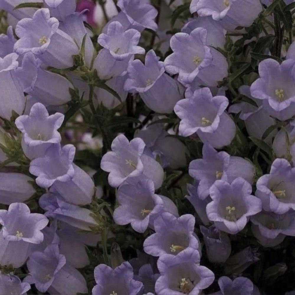 Purple Bell (mdni)