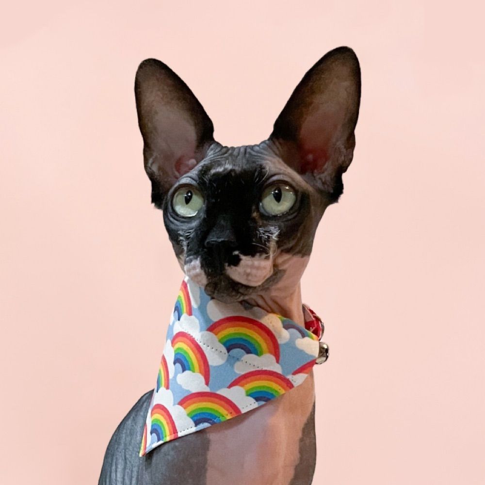 Luci the Sphynx