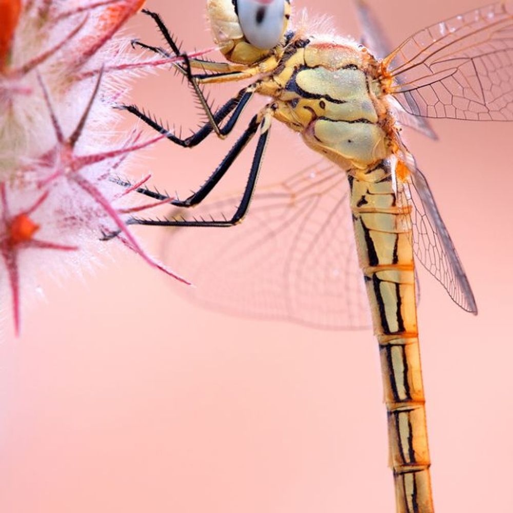 Dragonfly