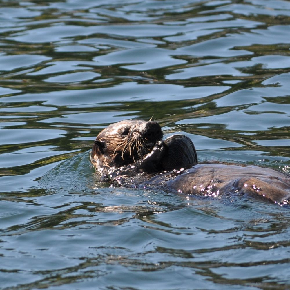 Loutre bleue