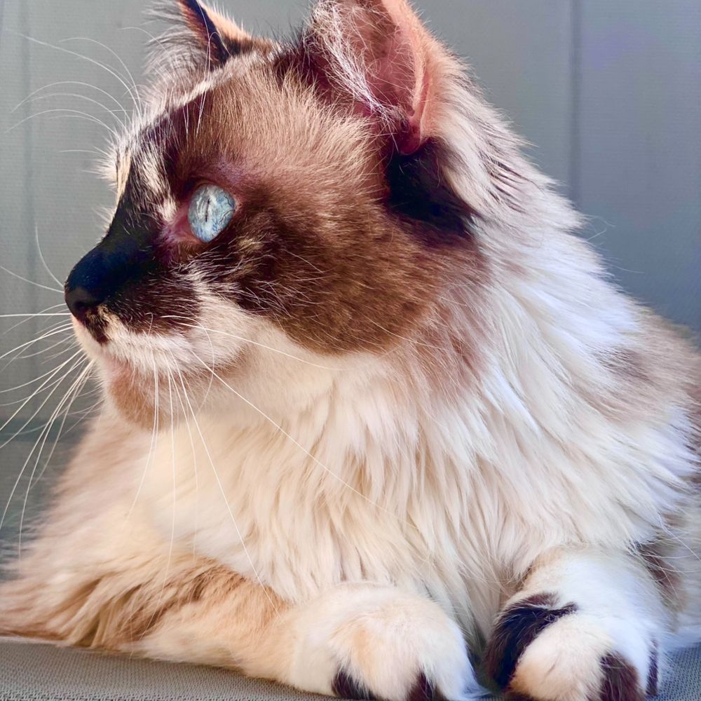 Zero The Cat