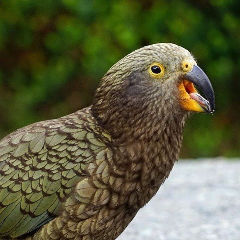 Henning