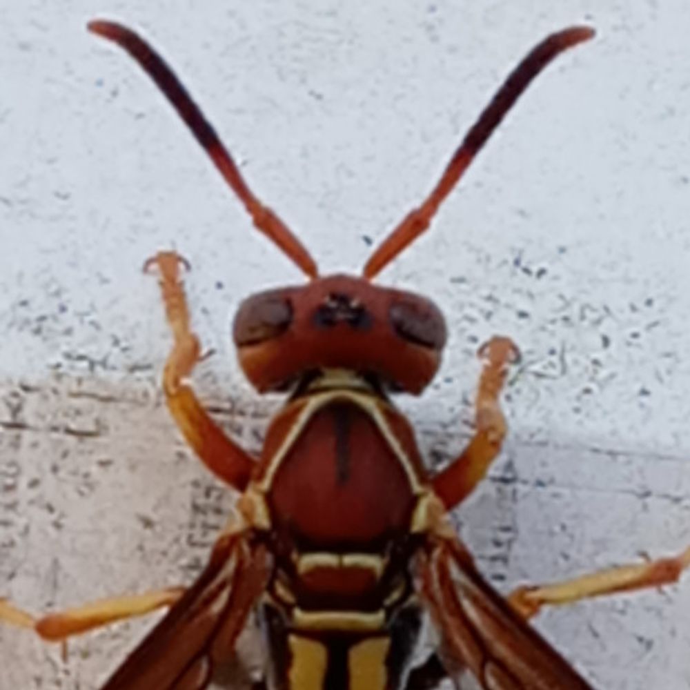 ! Jupiter's Wasp House !