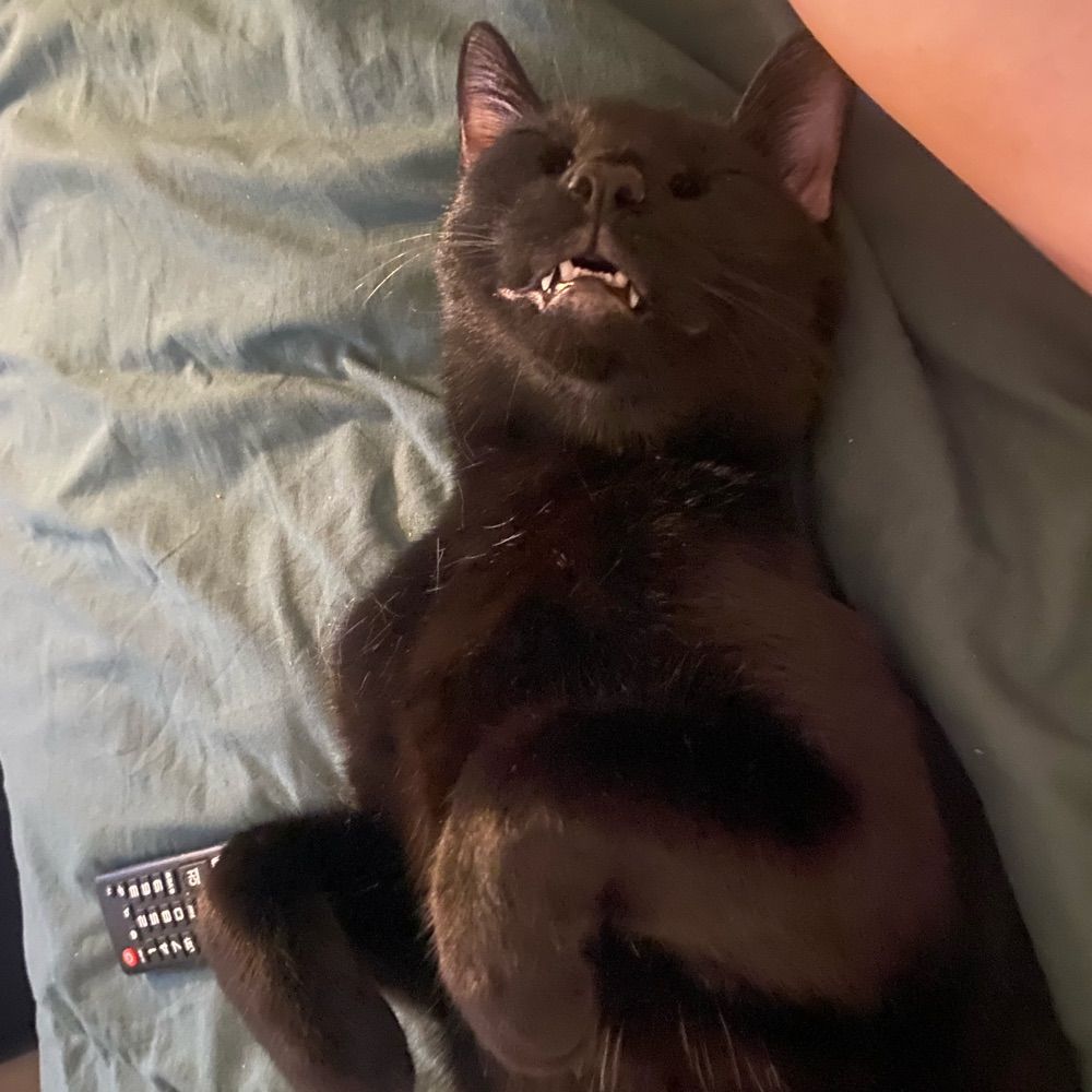 maddy 🐈‍⬛ 